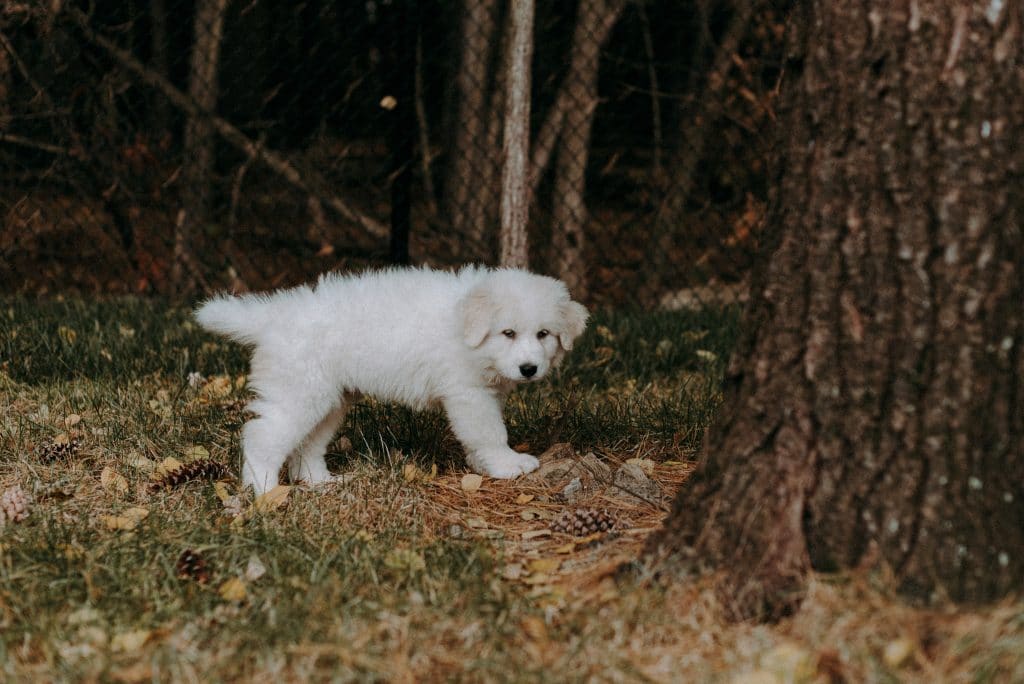 Shampoing antimoustiques pour chiens des bois