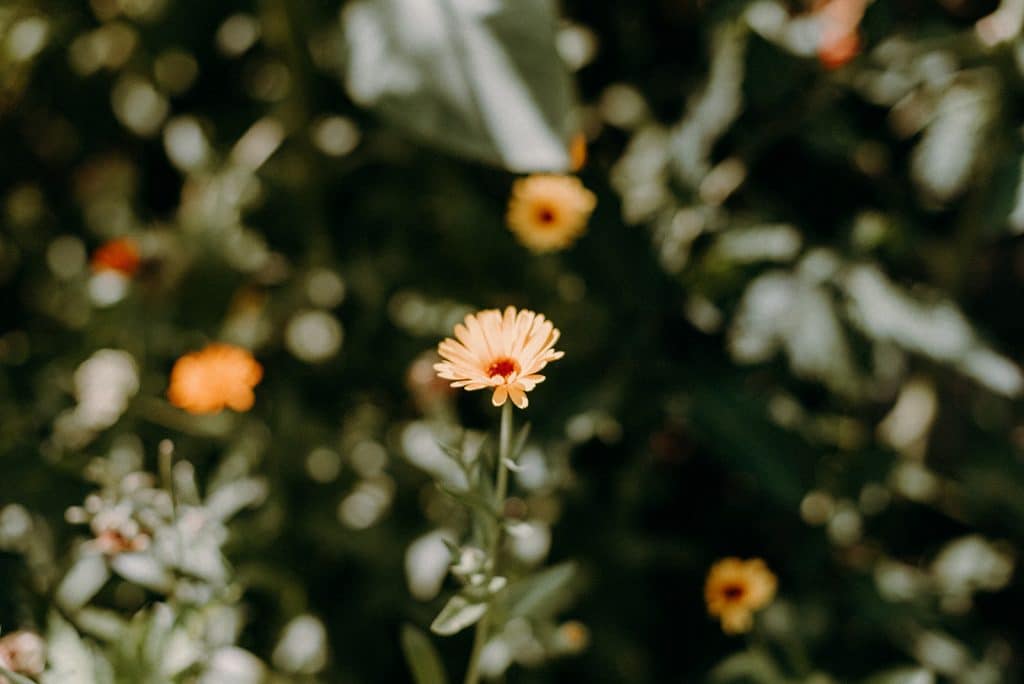 Belles à croquer : les fleurs comestibles | Les Mauvaises Herbes