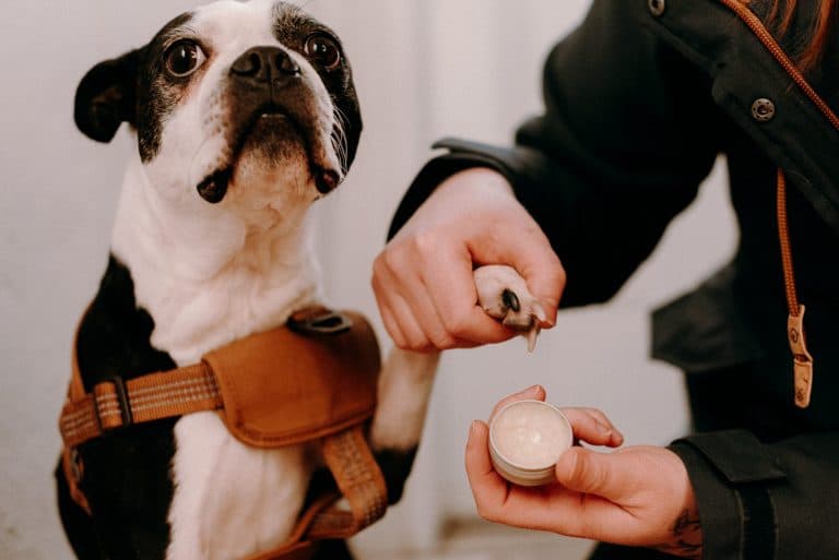 Baume réparateur pour coussinets canins