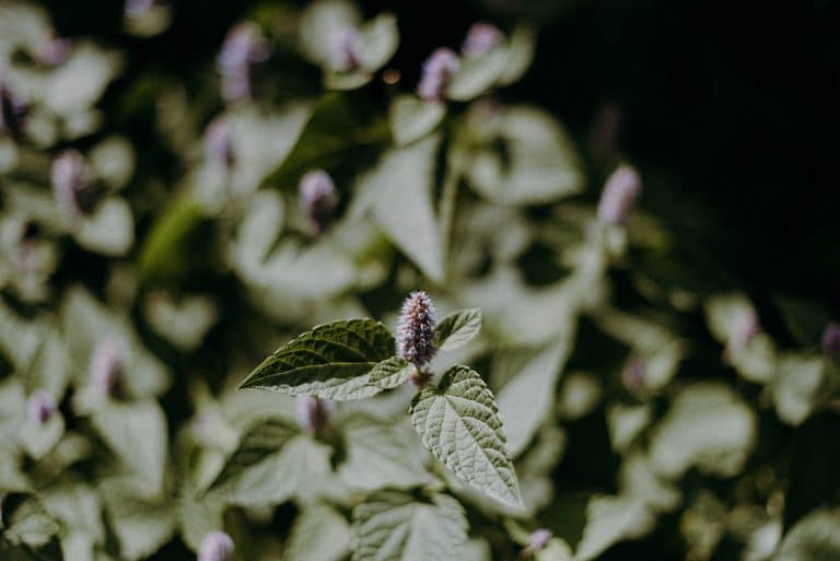 Belles à croquer : les fleurs comestibles