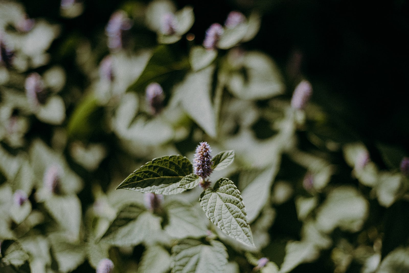 Belles à croquer : les fleurs comestibles | Les Mauvaises Herbes