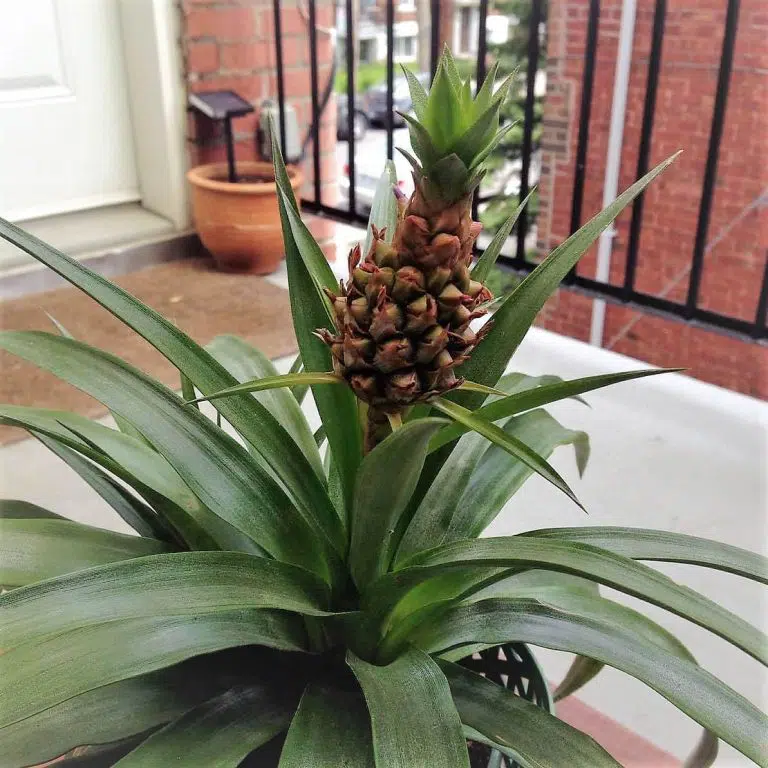 Spray pour cheveux aux pelures d’ananas