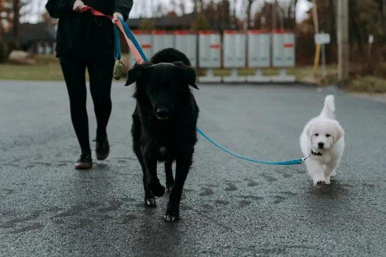 Solutions pour la saison du chien-qui-pue!