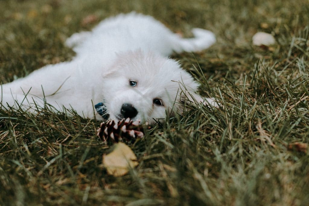 Shampoing naturel pour chien immaculé