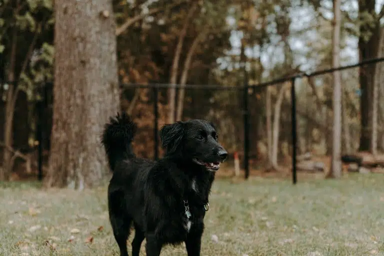 Huile insectifuge pour «chien-buffet»