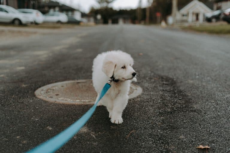 Nos meilleures recettes pour chien content