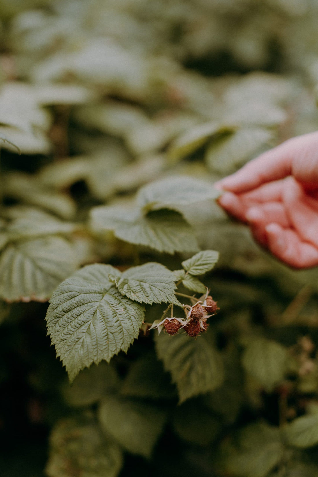 3 plantes chéries au secours des grands maux utérins - Les Mauvaises Herbes