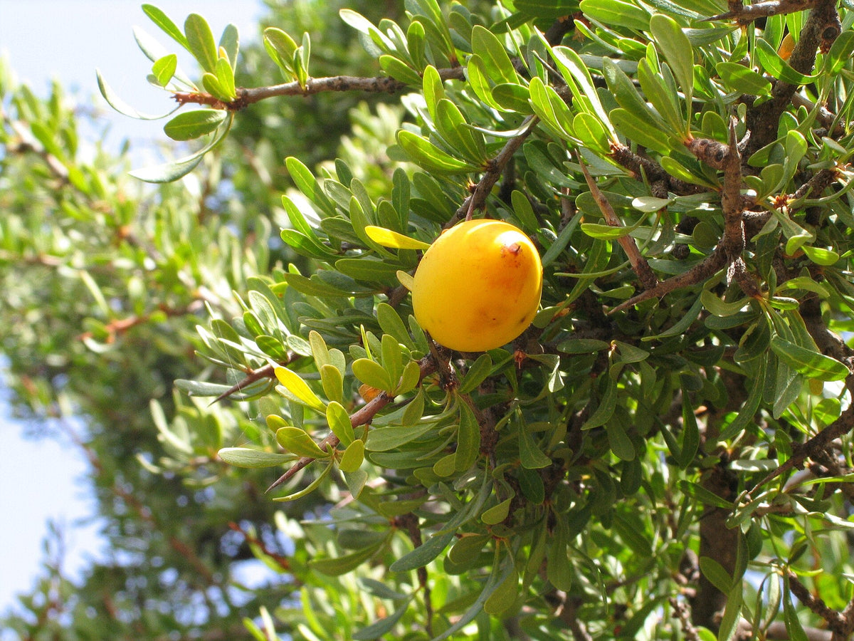 Huile d’argan : qu’est-ce qu’elle a de si spécial, au juste?