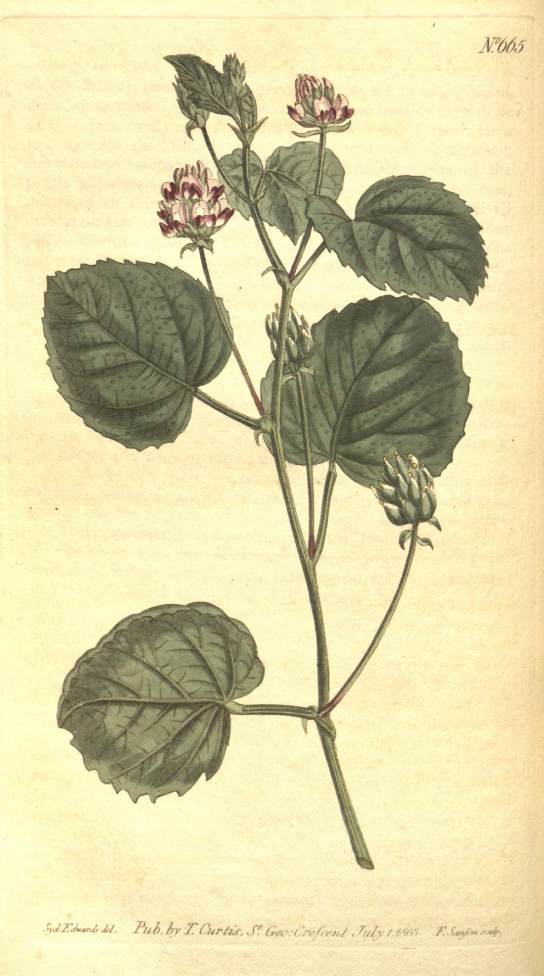 Tout ce que tu dois savoir sur le bakuchiol