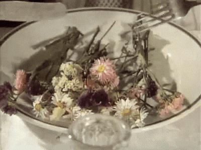 Belles à croquer : les fleurs comestibles
