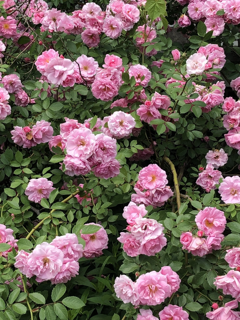 Macération solaire à la rose de mai