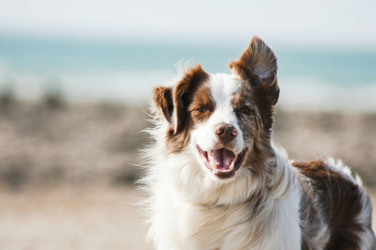Shampoing naturel pour chien immaculé
