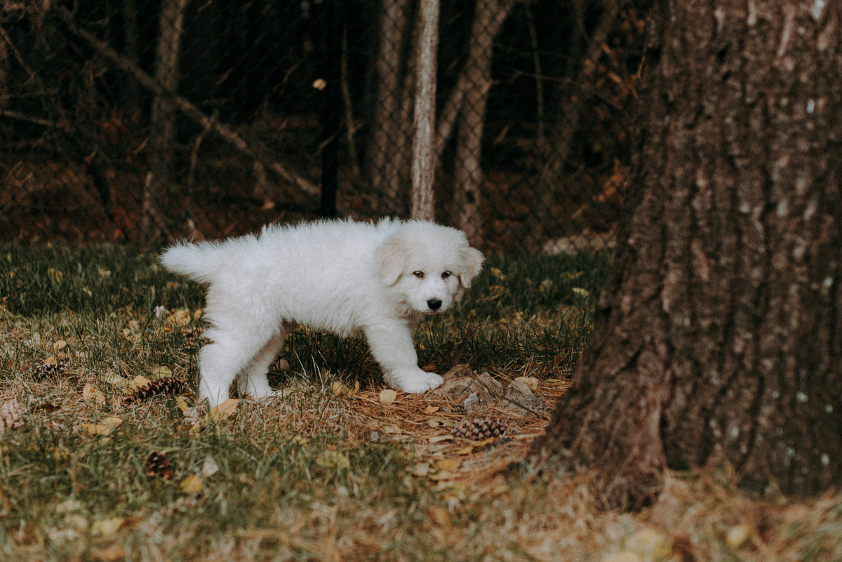 Shampoing antimoustiques pour chiens des bois