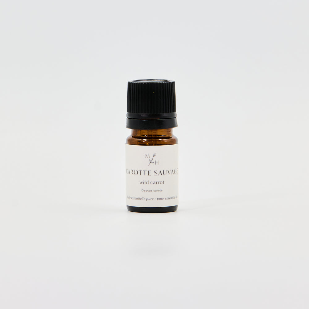Carotte sauvage - WHOLESALE - Les Mauvaises Herbes