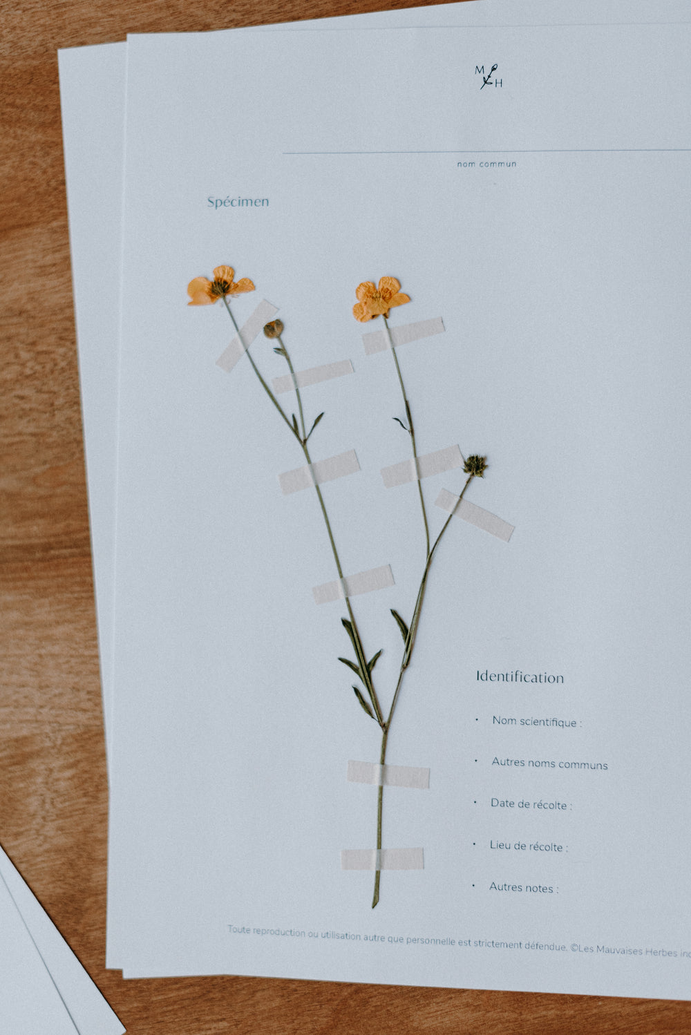 Mon herbier de mauvaises herbes (ebook) - Les Mauvaises Herbes
