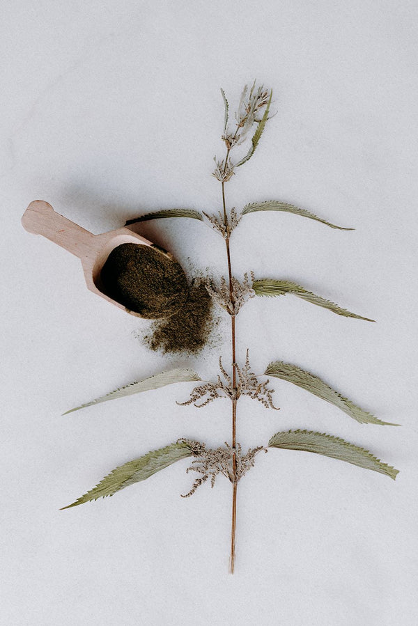 Poudre d'ortie bio - Les Mauvaises Herbes